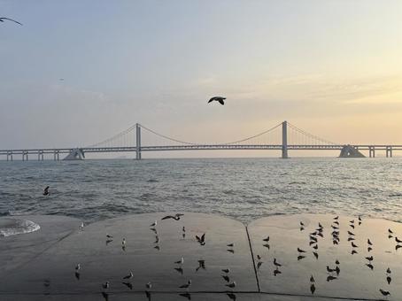 星海湾海上大橋 大連 大連,海,星海湾の写真素材