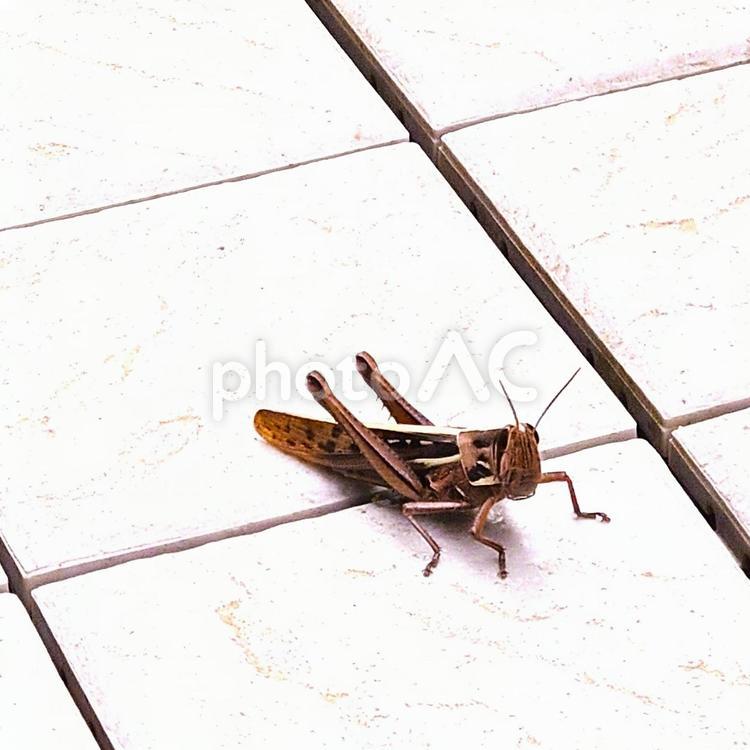 4月に出会ったトノサマバッタ トノサマバッタ,昆虫,虫の写真素材