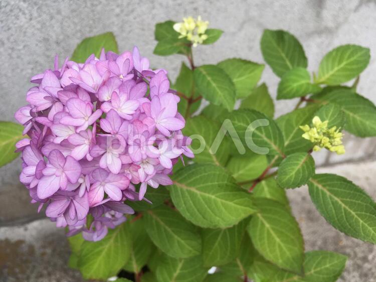 アジサイ  紫陽花  鉢植え  紫  花  植物　パープル　植物 アジサイ,紫陽花,鉢植えの写真素材