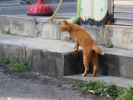 台湾　猫5 猫,茶トラ,野良猫の写真素材