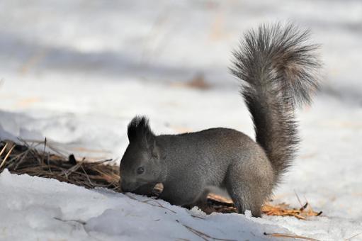 リス エゾリス,哺乳類,野生の写真素材