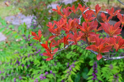 ドウダンツツジ ドウダンツツジ,ムラサキシキブ,秋の写真素材