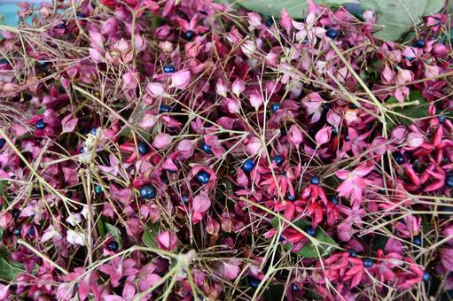 クサギの実とがく クサギ,実,秋の写真素材