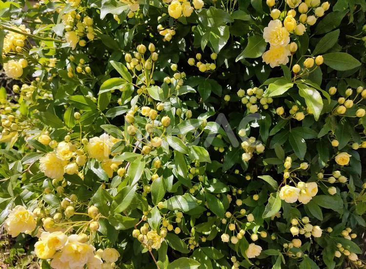 モッコウバラ モッコウバラ,花,黄色の写真素材