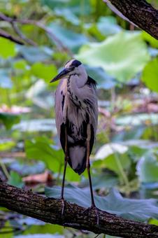 服部緑地の写真