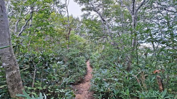 登山道 登山道,山道,登山の写真素材