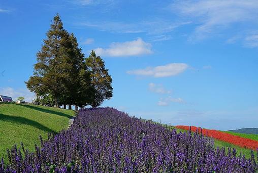 淡路島 あわじ花さじき㊿ サルビア 淡路島 あわじ花さじき㊿ サルビアの写真