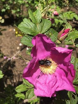 ハマナスとハキリバチ 01 ハマナスとハキリバチ 01 葉切り蜂,ハキリバチ,浜茄子の写真素材