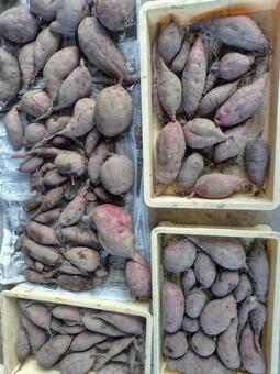 さつまいも さつまいも,野菜,食べ物の写真素材