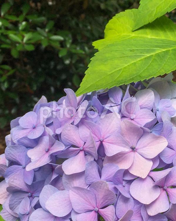 アメリカの公園にて、紫色のあじさい 紫陽花,アジサイ,あじさいの写真素材
