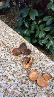 椿の種 椿の種 種,椿の種,椿の写真素材