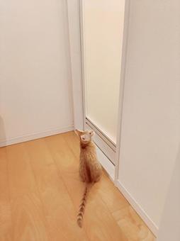 お風呂待ちの猫さんの写真