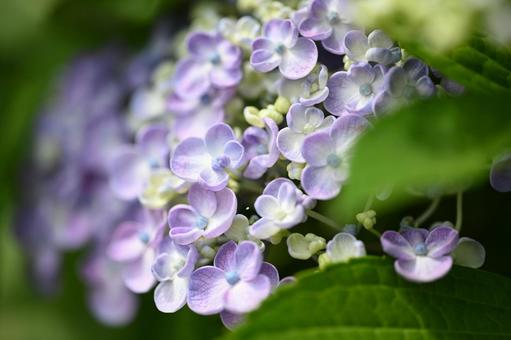 アジサイ アジサイ,花,紫の写真素材