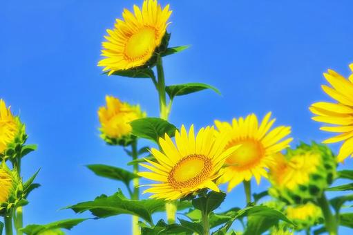 夏のイメージ 夏のイメージ ひまわり,夏,花の写真素材