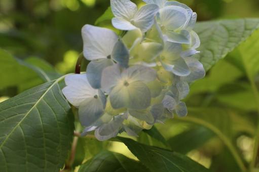 Small hydrangea, JPG Small hydrangea, JPG