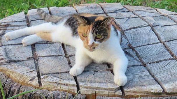 切り株で夕涼みするもふもふな三毛猫 切り株で夕涼みするもふもふな三毛猫 三毛猫,猫,寝そべるの写真素材