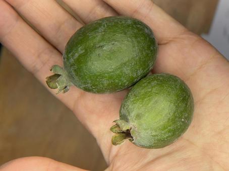 フェイジョア２つ フェイジョア,果物,切り口の写真素材