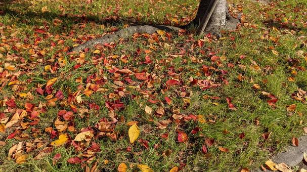 落ち葉　自然背景　壁紙　秋の写真