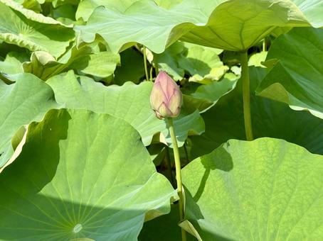 開花直前の不忍池の蓮池 蓮,ハス,上野の写真素材