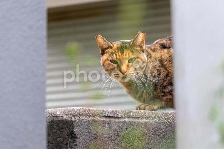 ブロック塀の上の茶色の猫 ネコ,茶色,ブロック塀の写真素材