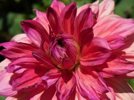花壇に咲くダリア・花芯部分のアップ 花壇に咲くダリア・花芯部分のアップ ダリア,花,植物の写真素材