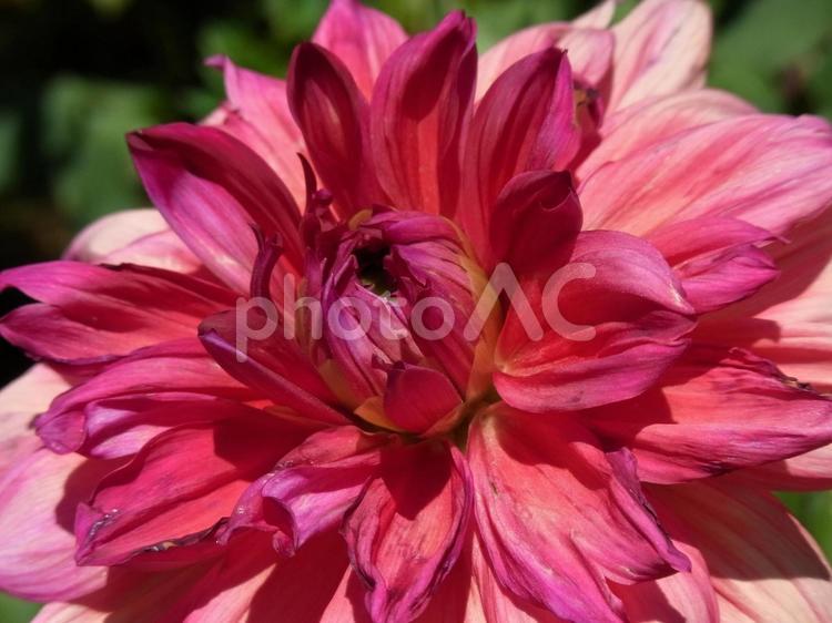 花壇に咲くダリア・花芯部分のアップ ダリア,花,植物の写真素材