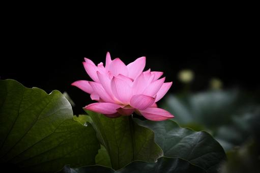 Oga Lotus 13, JPG
