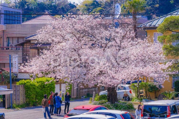 神奈川県鎌倉市の満開の桜 桜,さくら,鎌倉の写真素材