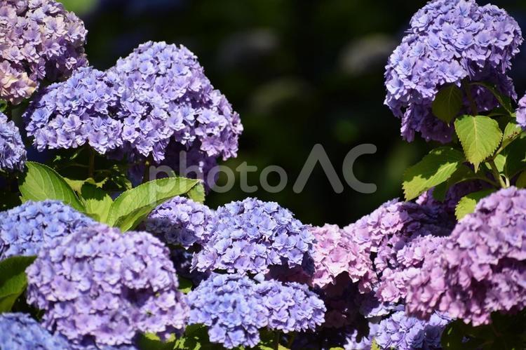 あじさいの花畑 あじさい,紫陽花,アジサイの写真素材