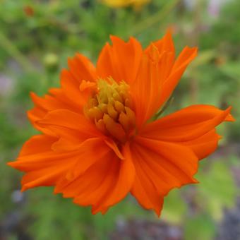 キバナコスモス キバナコスモス キバナコスモス,花,花びらの写真素材