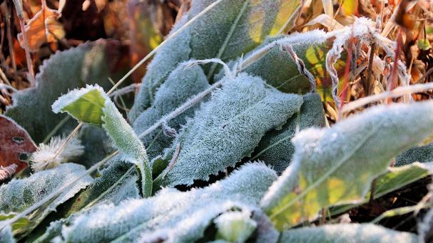 真っ白な霜が降りた11月の河口湖の朝 霜,朝,秋の写真素材