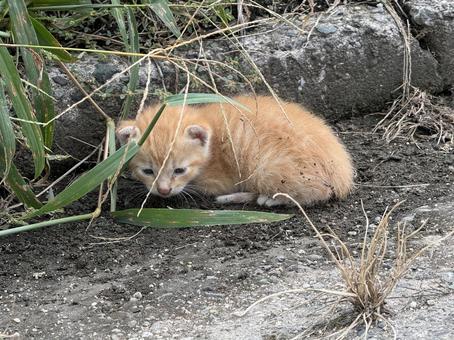 地域猫、保護猫さん ネコ,休憩,ノラネコの写真素材