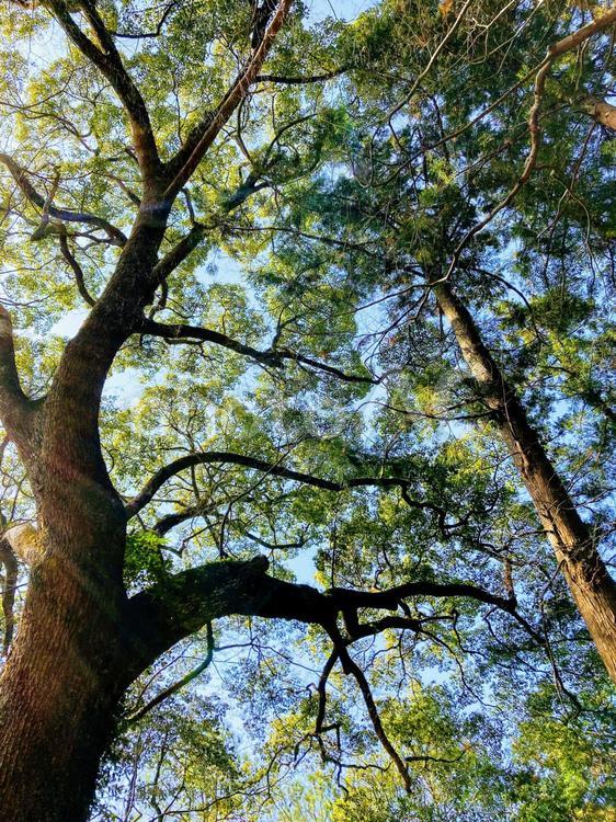 木漏れ日 木漏れ日,こもれび,枝の写真素材