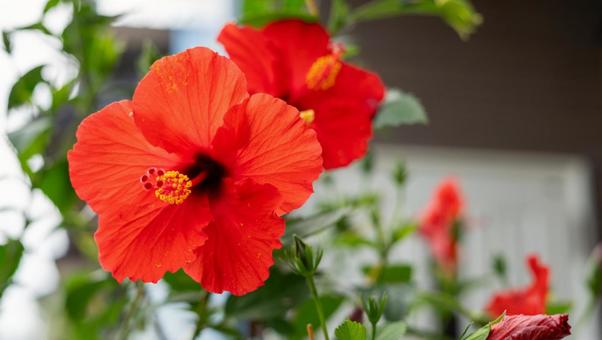 夏の花・ハイビスカス 夏の花・ハイビスカスの写真