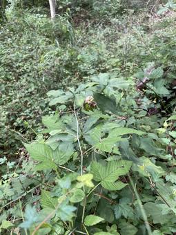 深緑に潜むマムシグサの写真