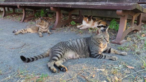 Fluffy cats spending a relaxing time, JPG