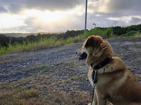 夕焼けと散歩 夕焼けと散歩 夕焼け,犬,夕方の写真素材