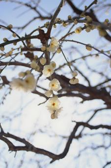 梅の花 梅の花の写真