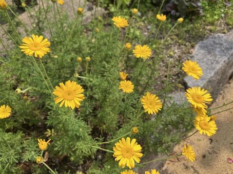 黄色い小花 黄色い小花の写真