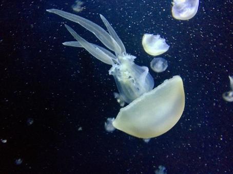 クラゲ クラゲの写真