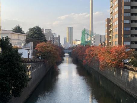 目黒川の秋　桜の紅葉 目黒,目黒川,秋の写真素材