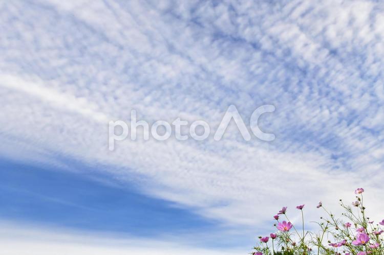 コスモスと秋空（秋のイメージ） 秋桜,コスモス,秋のイメージの写真素材