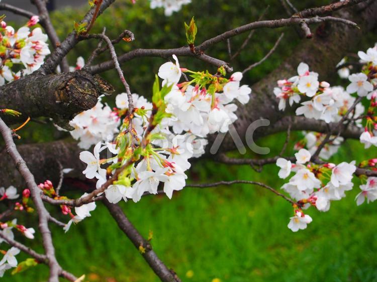 川沿い　桜並木 さくら,桜,埼玉の写真素材