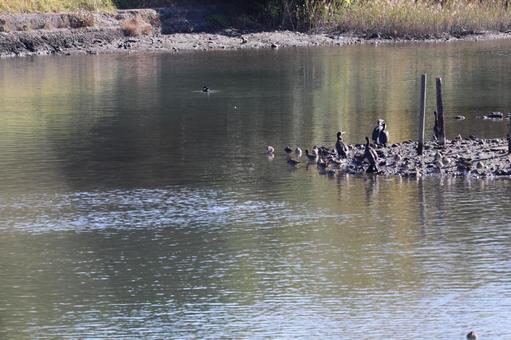 水鳥と池 水鳥と池の写真
