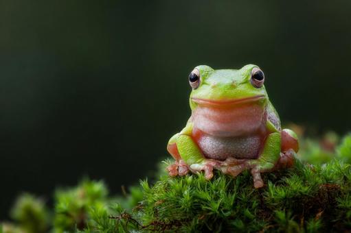 苔の上に座る可愛い緑のアマガエルの写真