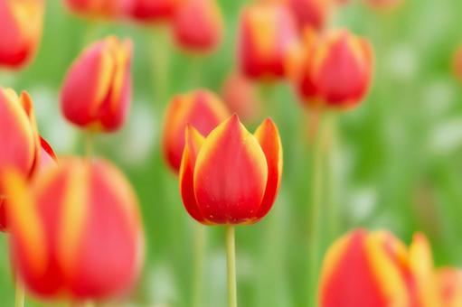 恋茜 赤色のチューリップの花 恋茜 赤色のチューリップの花の写真
