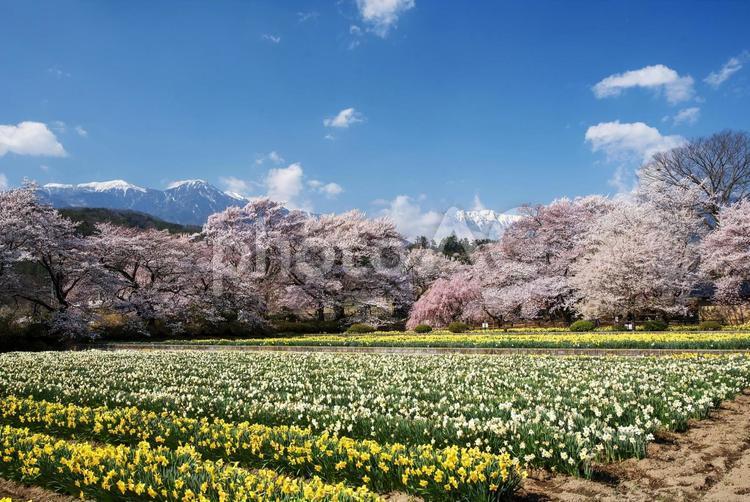神社の桜 桜,春,青空の写真素材