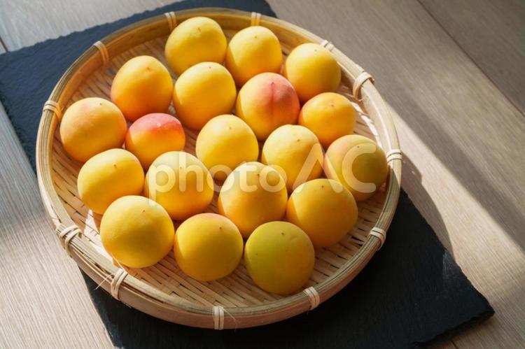 光に照らされる完熟梅 青梅,梅,食べ物の写真素材