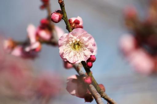 梅の花 梅の花 梅,梅の花,梅畑の写真素材