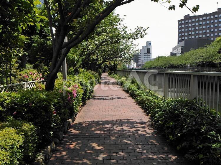 大崎付近 大崎付近,目黒川沿い遊歩道,植え込みの写真素材